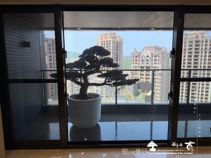 img 4532 [我們的作品]露台景觀，超大型盆栽佈置-案0925 盆栽(Bonsai)