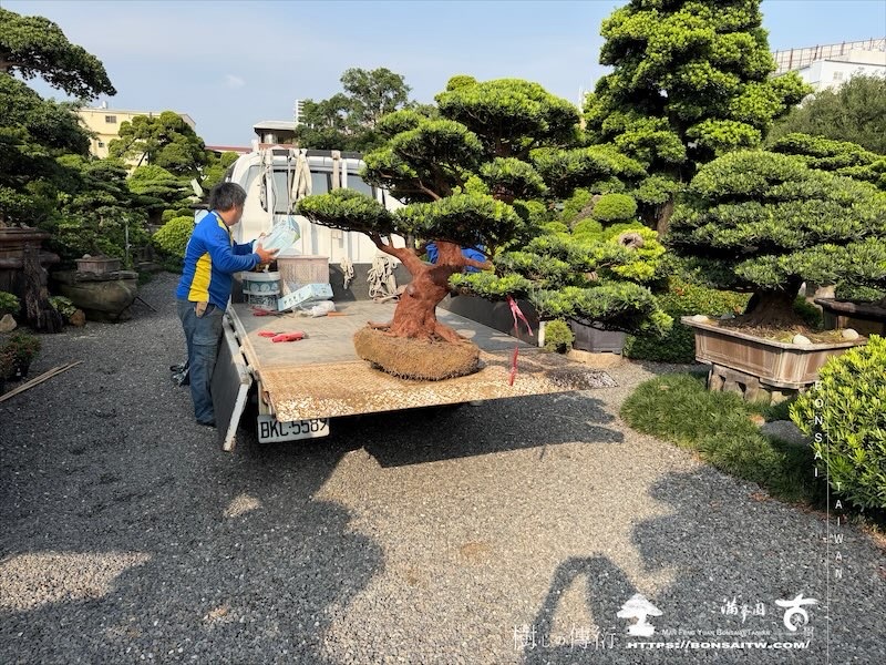 img 4538 [我們的作品]露台景觀，超大型盆栽佈置-案0925 盆栽(Bonsai)