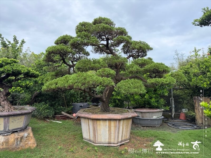 img 5723 [大型庭園樹]真柏(1010) 大型庭園樹專區(Garden Tree)