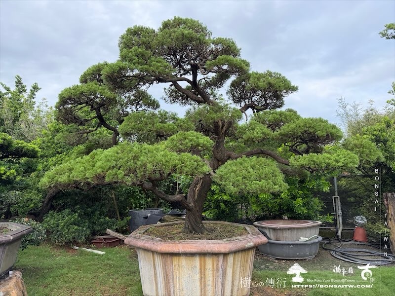 img 5724 [大型庭園樹]真柏(1010) 大型庭園樹專區(Garden Tree)
