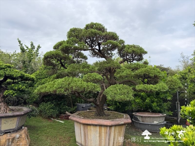 img 5725 [大型庭園樹]真柏(1010) 大型庭園樹專區(Garden Tree)