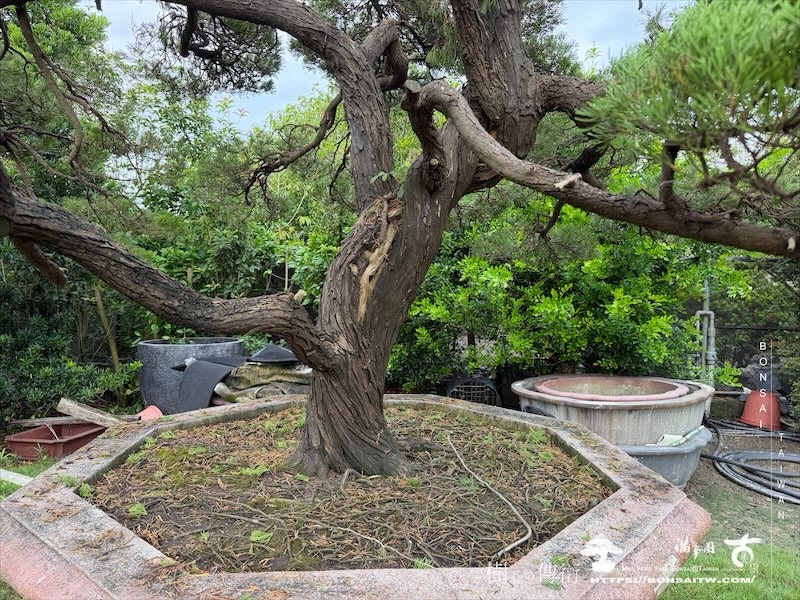 img 5726 [大型庭園樹]真柏(1010) 大型庭園樹專區(Garden Tree)