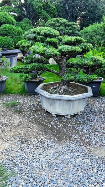 真柏庭園樹- 滿峯園．BONSAITW