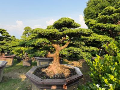 大品真柏盆栽 11-1 楽天市場】盆栽 真柏 ミニ盆栽 初心者 室内 鑑賞 盆栽入門 趣味 ミニ