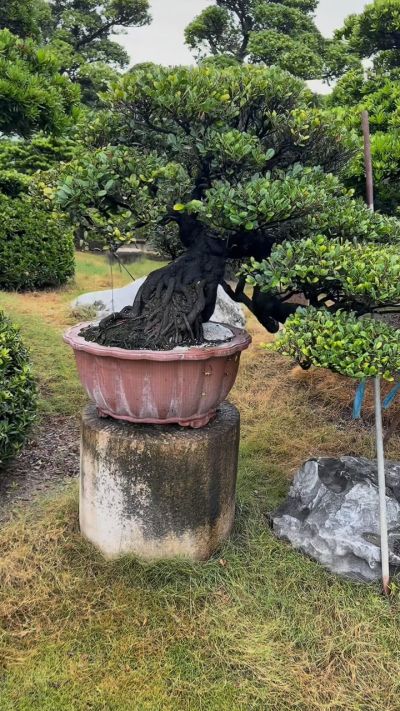真柏飄型庭園樹- 滿峯園．BONSAITW
