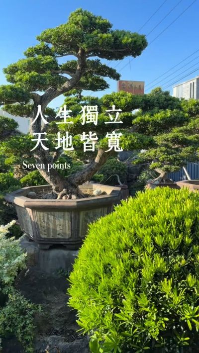 大品盆栽~台灣七里香~#10041402~日常管理No.1 - 滿峯園．BONSAITW