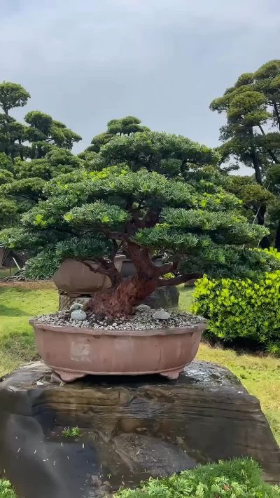 大型庭園樹~台灣真柏~懸崖~#10072802 - 滿峯園．BONSAITW