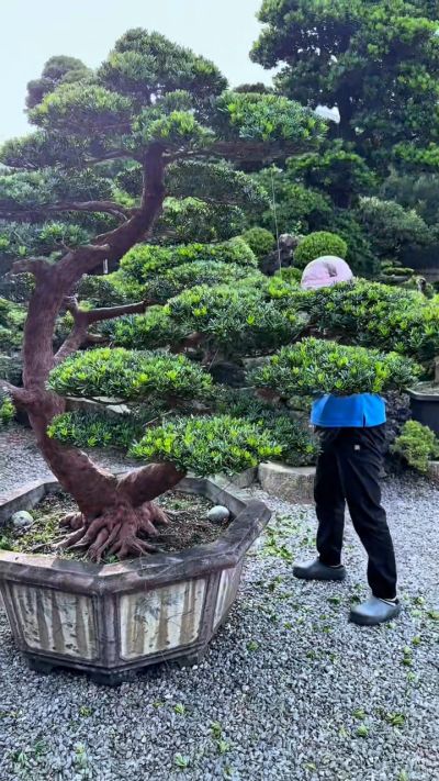 真柏(Juniper) - 滿峯園．BONSAITW