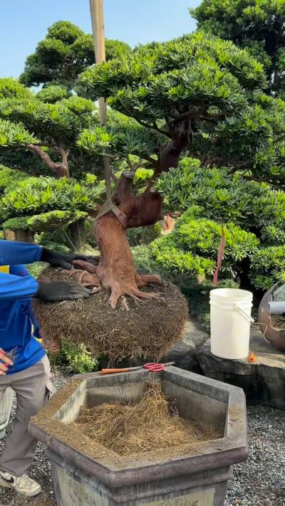 真柏(Juniper) - 滿峯園．BONSAITW