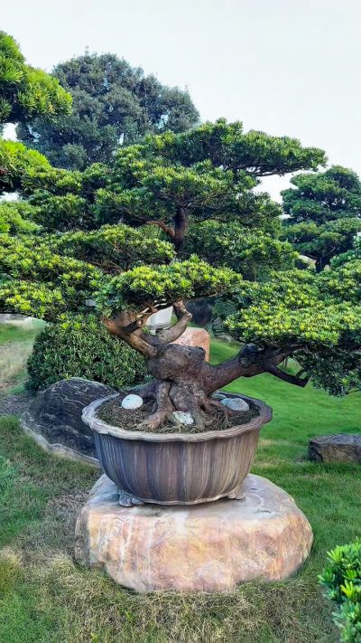 真柏(Juniper) - 滿峯園．BONSAITW