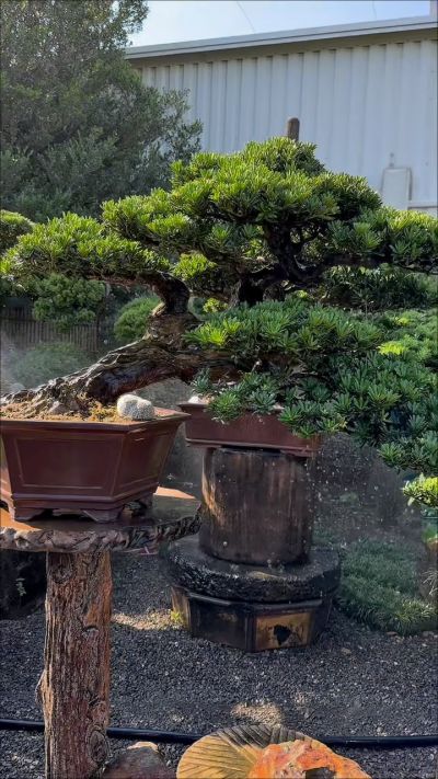 大型庭園樹~台灣真柏~懸崖~#10072802 - 滿峯園．BONSAITW
