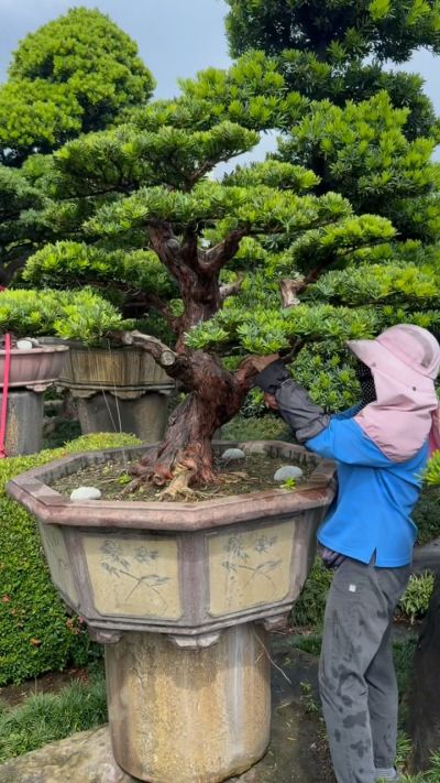 真柏庭園樹- 滿峯園．BONSAITW