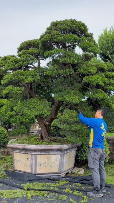 大型庭園樹~台灣真柏~懸崖~#10072802 - 滿峯園．BONSAITW