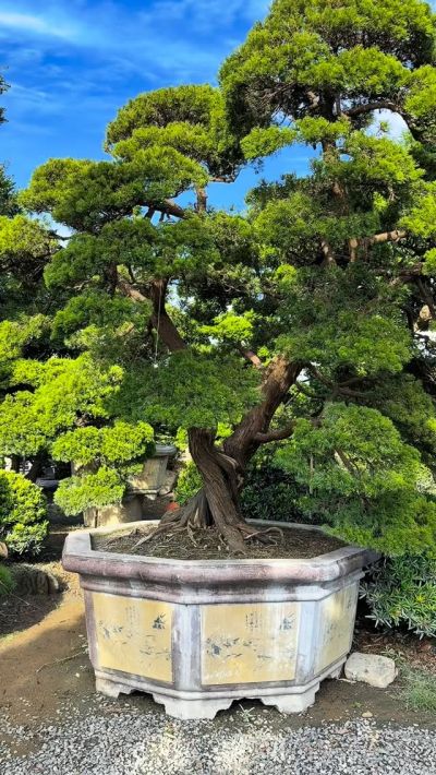 真柏飄型庭園樹- 滿峯園．BONSAITW