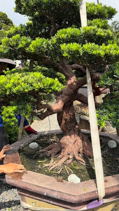 大型庭園樹~台灣真柏~懸崖~#10072802 - 滿峯園．BONSAITW