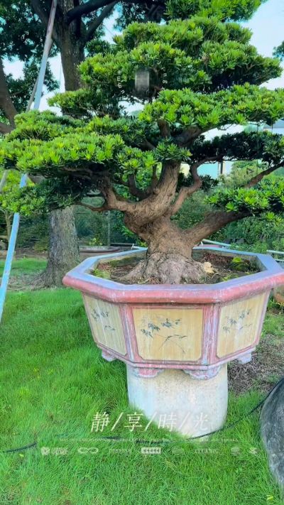 真柏(Juniper) - 滿峯園．BONSAITW