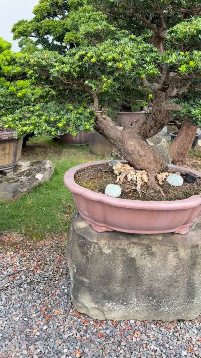 真柏 盆栽 樹形美 幹芸 自然美 鑑賞樹 苔付き 樹姿良好 小品盆栽 和風庭園 hq720.jpg?sqp=-