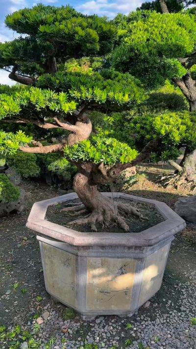 真柏飄型小庭園樹- 滿峯園．BONSAITW