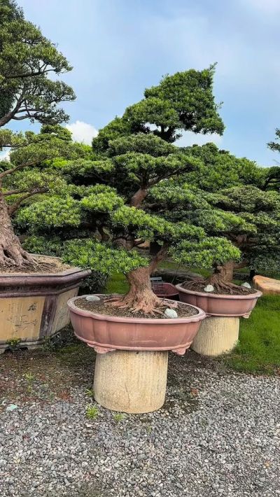 真柏(Juniper) - 滿峯園．BONSAITW