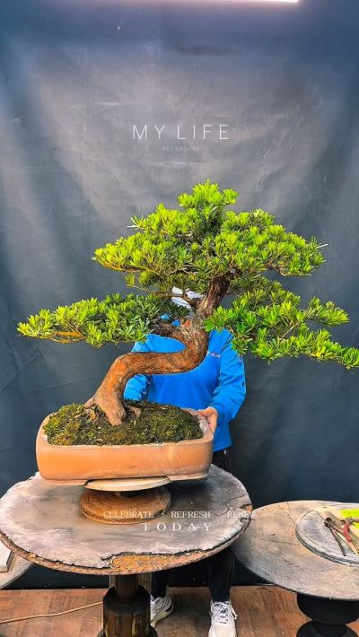 大型盆栽~蘭嶼羅漢松~懸崖~#11060601 - 滿峯園．BONSAITW