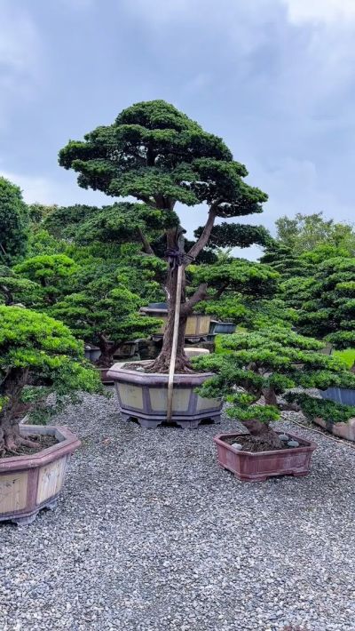 真柏- 滿峯園．BONSAITW